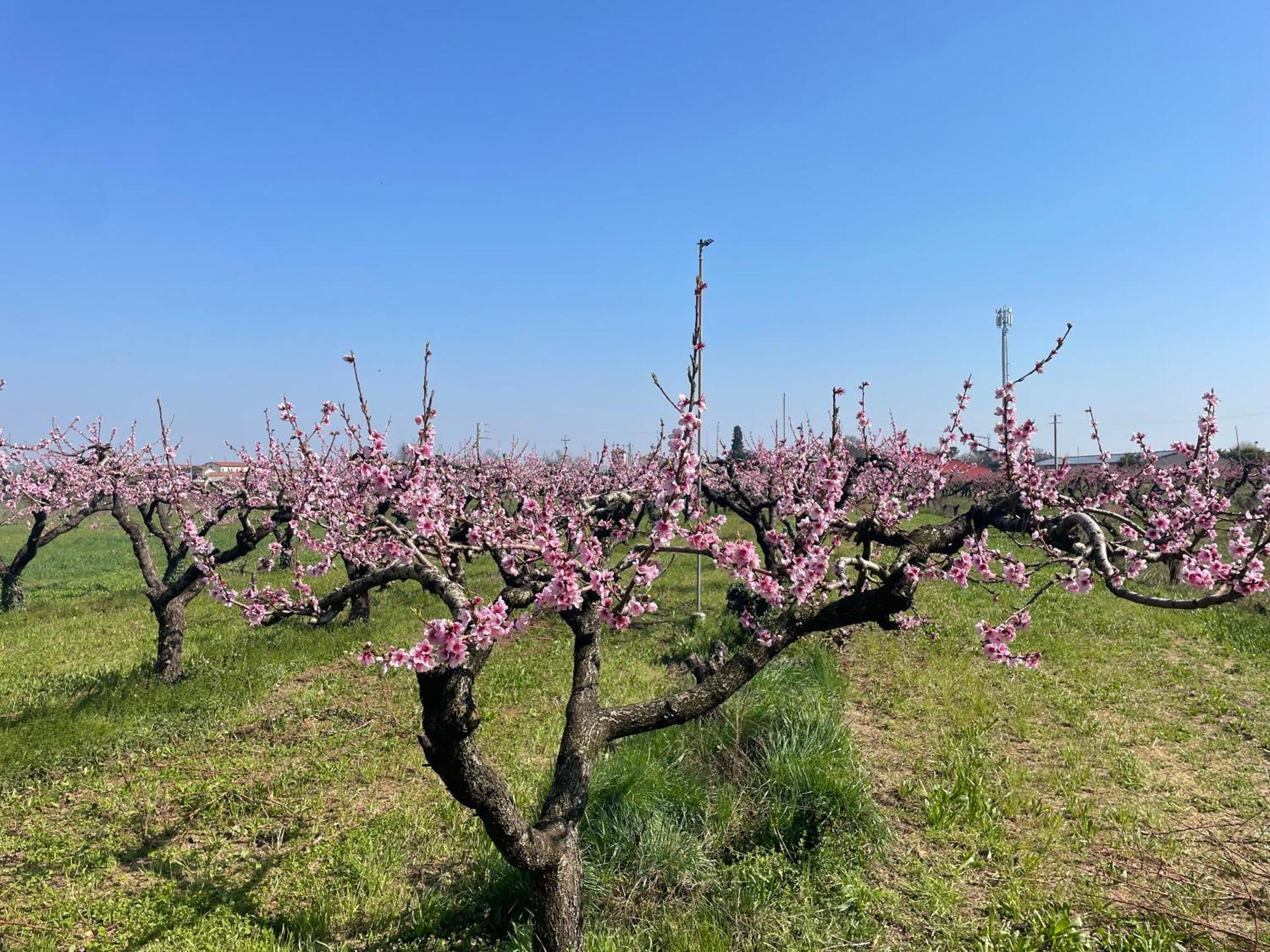 Agriturismo Corte Vecia Alloggio Della Corte - Verona, Verona